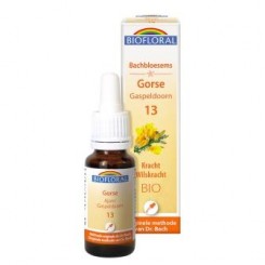 Gorse 20 ml.