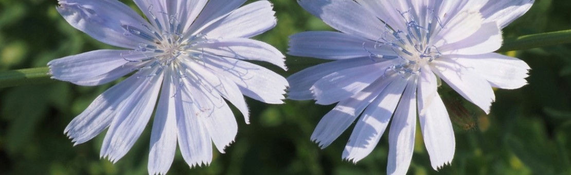 Chicory