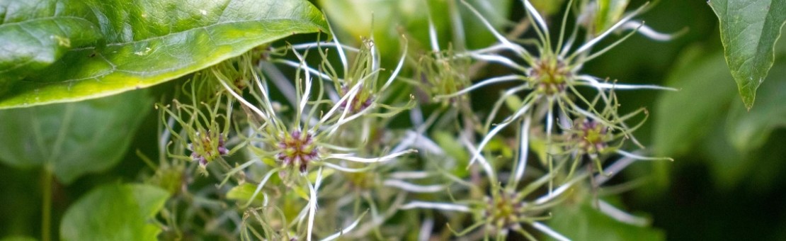 Clematis